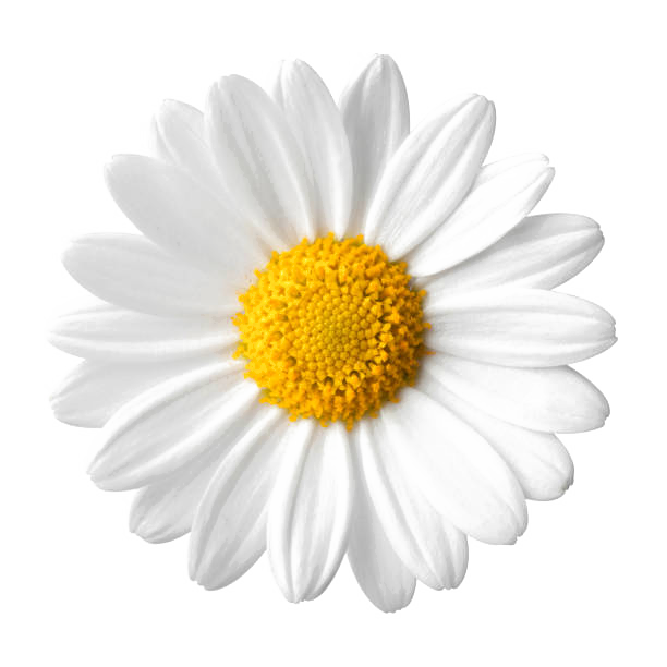 Marguerite-photo-plus