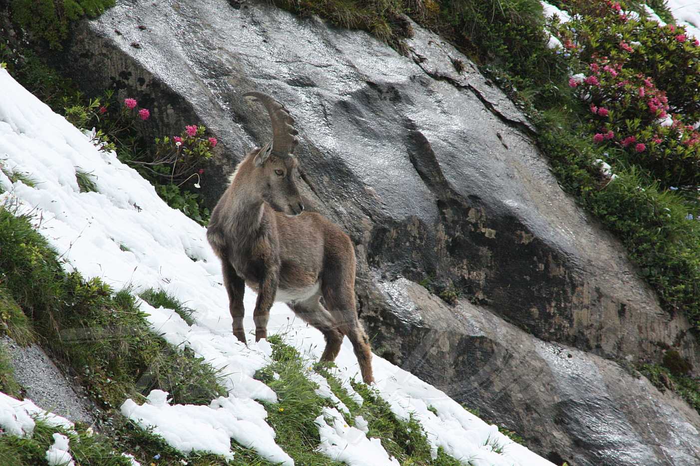 Bouquetin vanoise 2016 07 15 4717 f