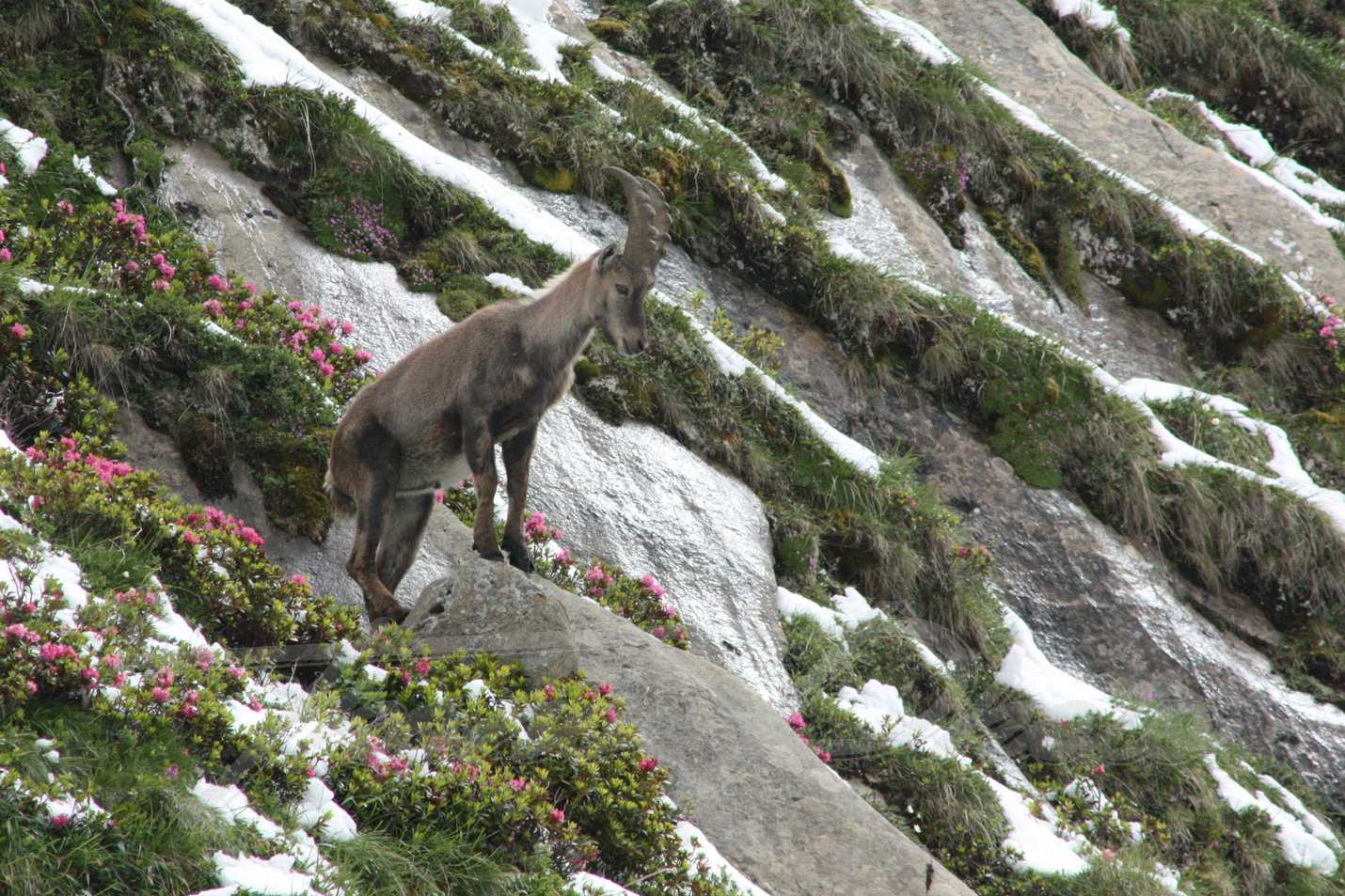 Bouquetin vanoise 2016 07 15 4726 f