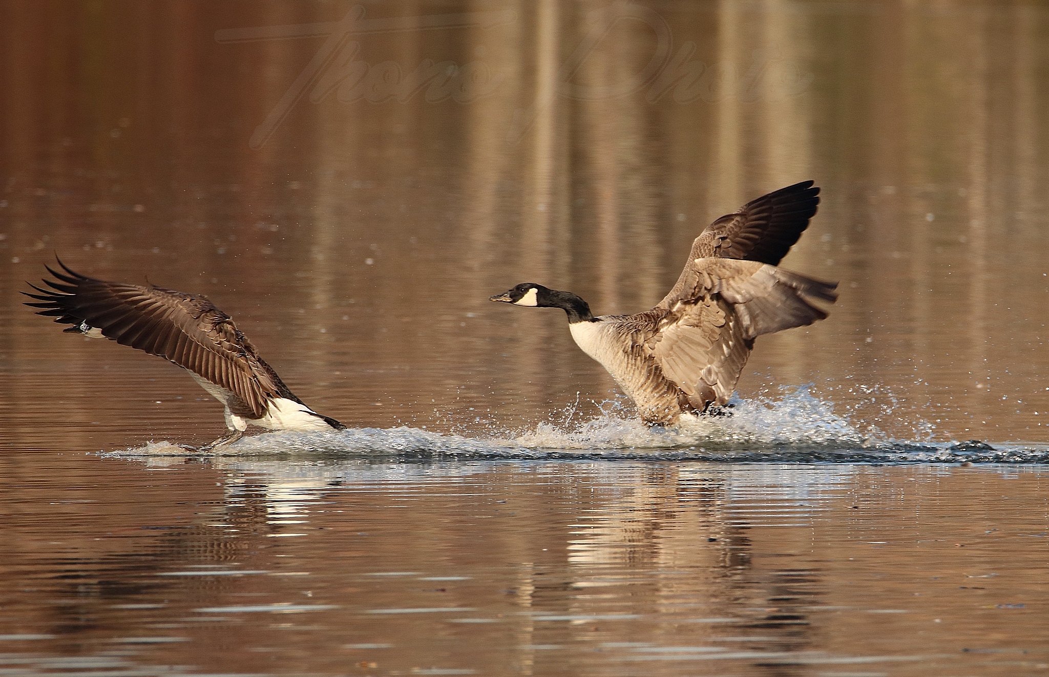 Bernache-Lac-trevoix-Ollainville-2020-11-28-1F
