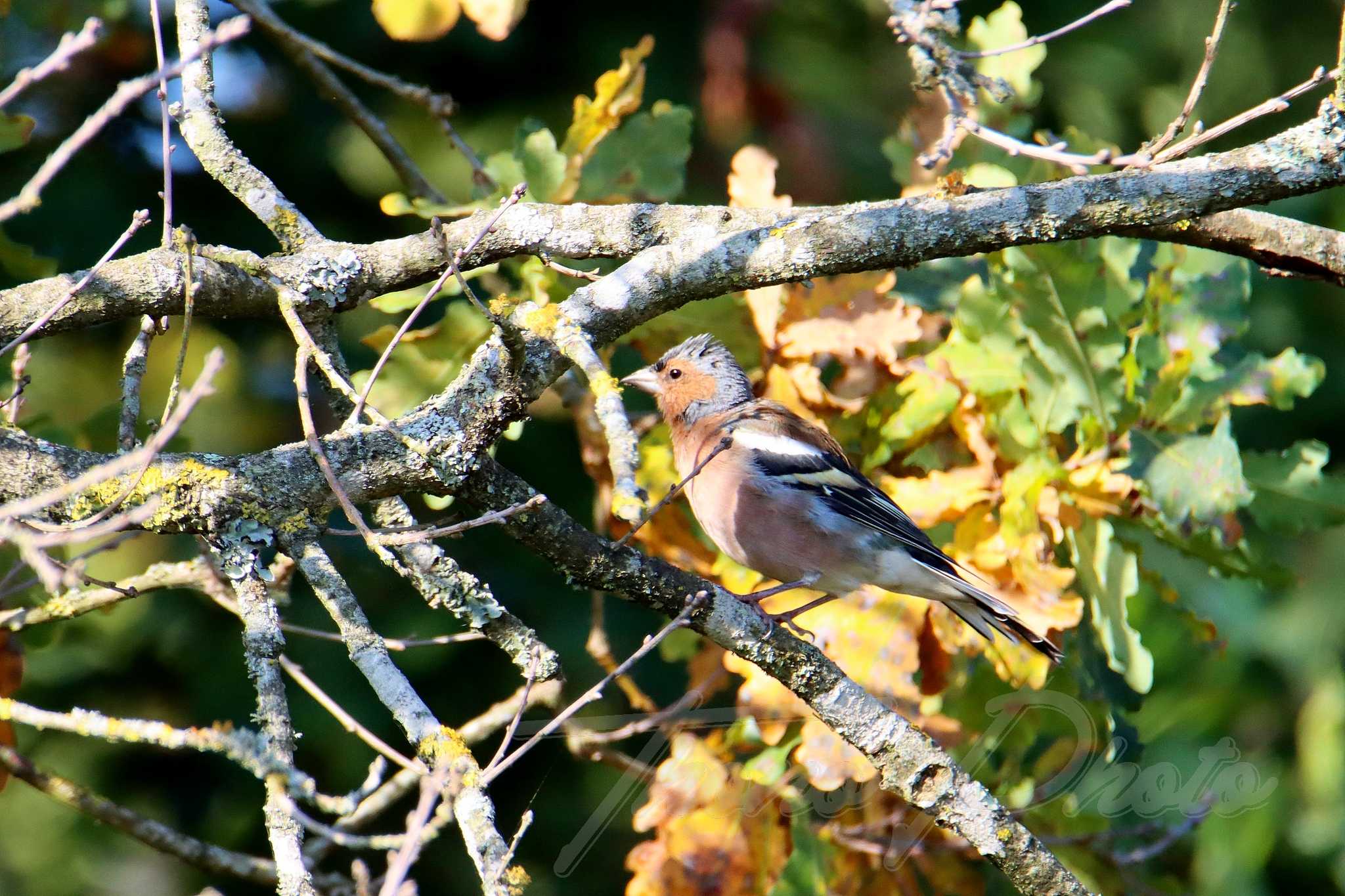 Pinson-des-arbres-Chateau-Guibert-2021-09-04-2-0046 crF