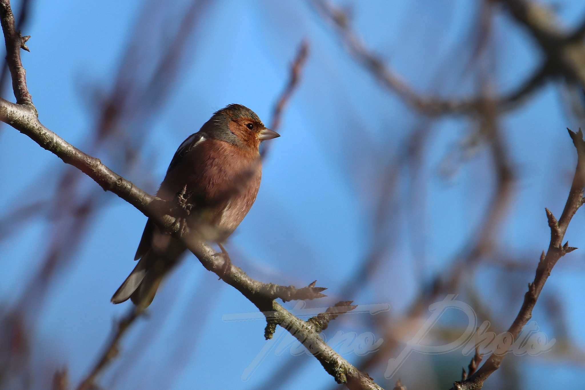 Pinson des arbres st jean de beugne 2020 12 25 1f