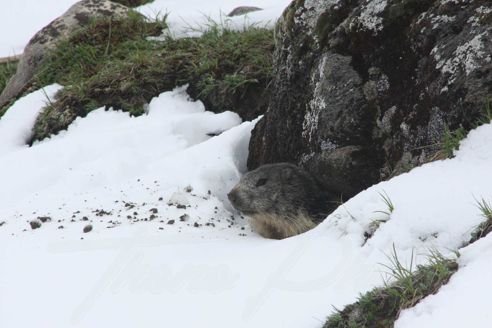 Marmotte 2016 07 15 4665 f