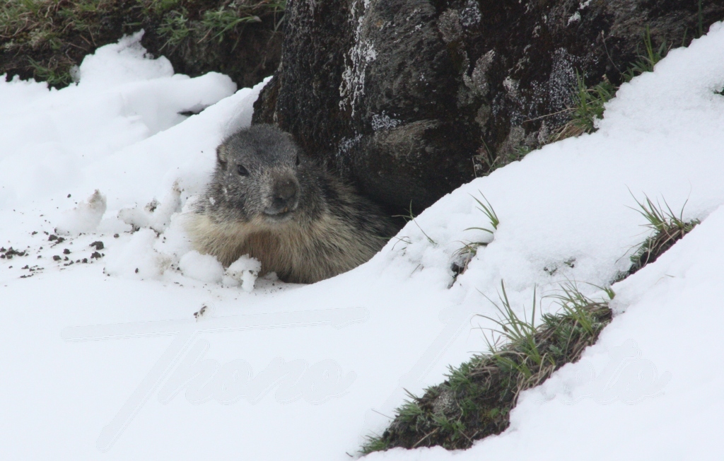 Marmotte 2016 07 15 4666 f