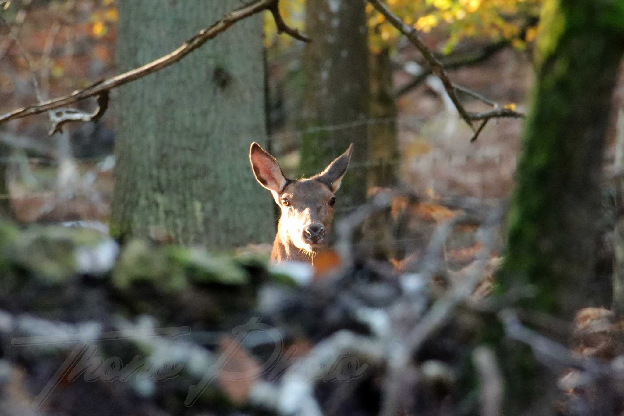 Biche bullion 2021 11 06 2 0660f