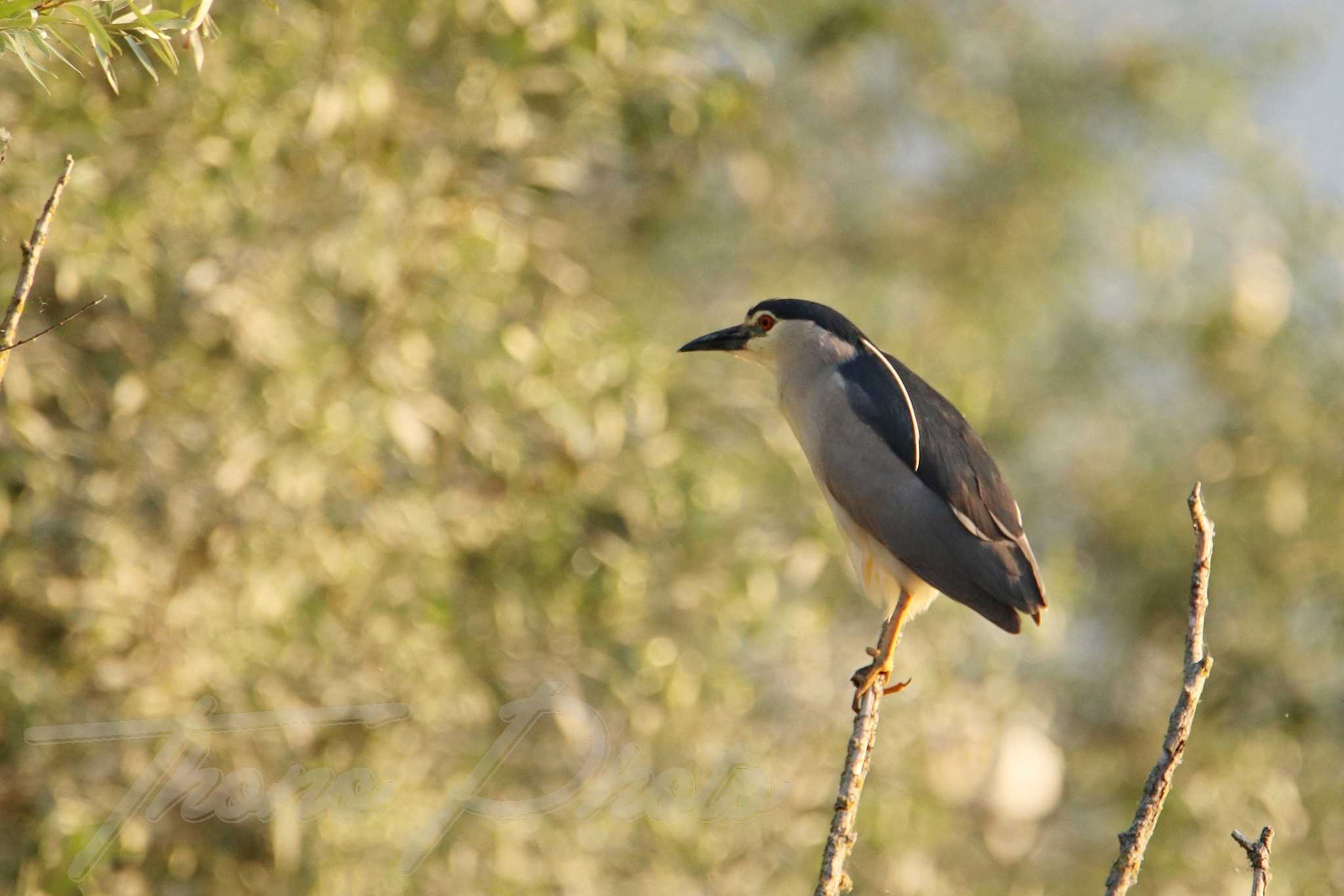 Bihoreau-gris-Lac-de-Maine-Angers-2021-07-16-6855F