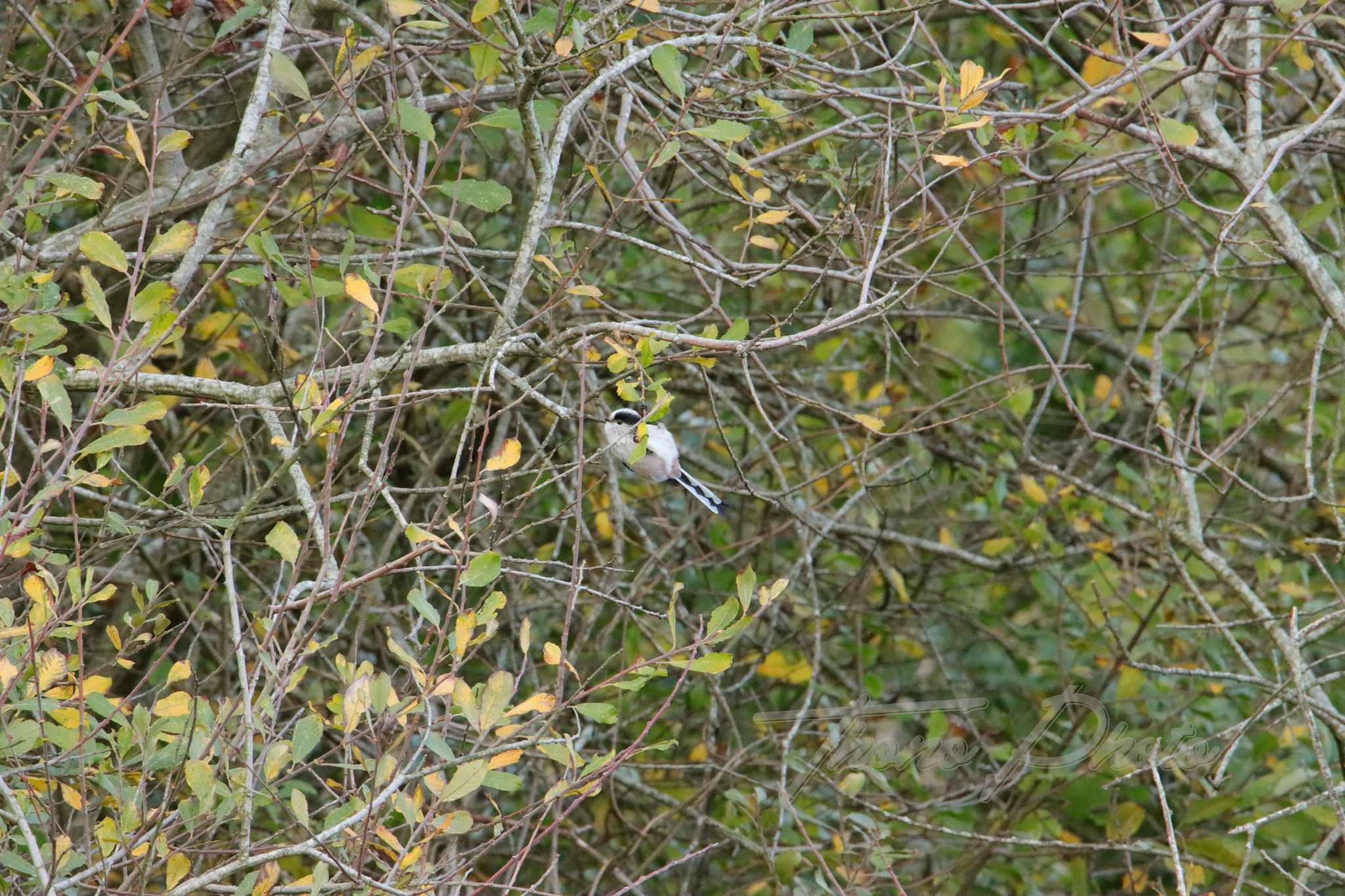 Mesange-a-longue-queue-Chateau-Guibert-2021-10-30-2-0625F