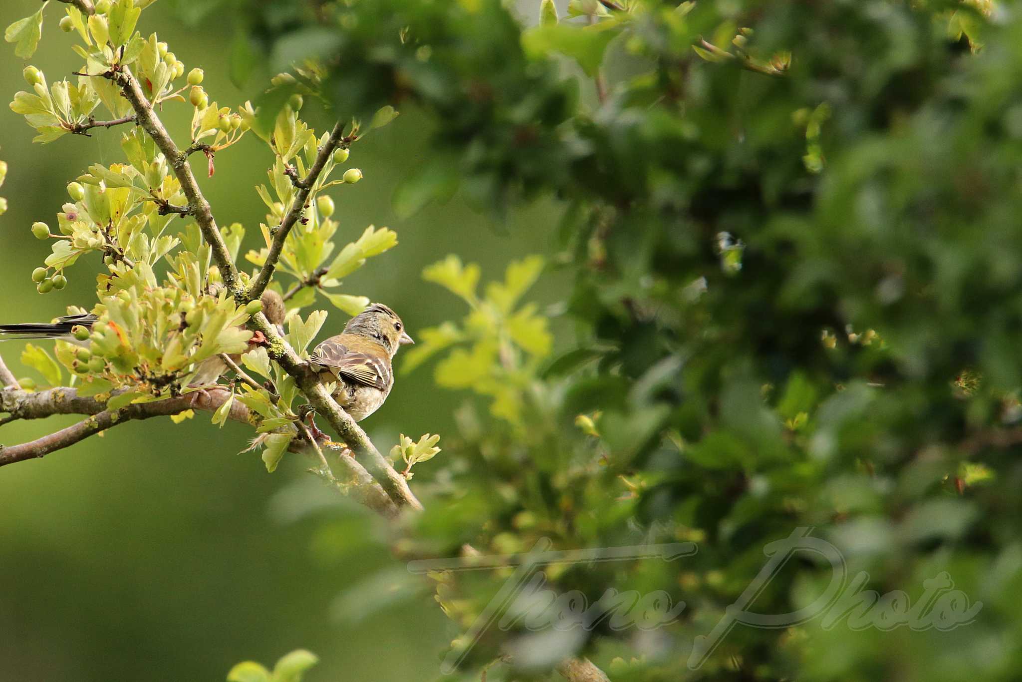 Pinson-des-arbres-femelle-Lucon-2021-06-21-2-6778F