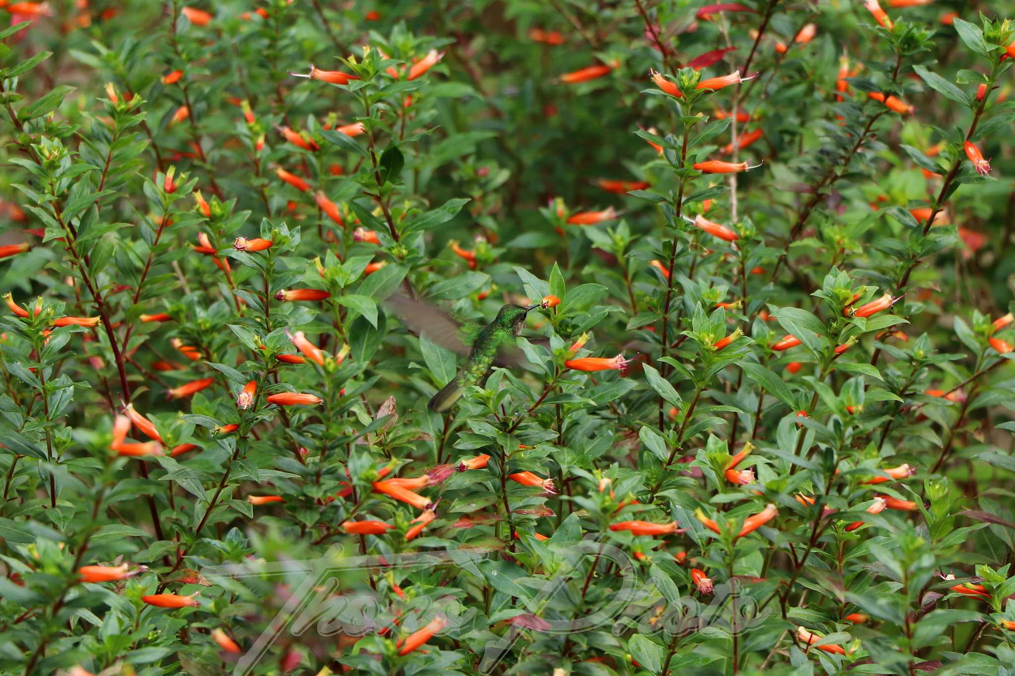 Colibri falle martinique 2019 06 05 3569f