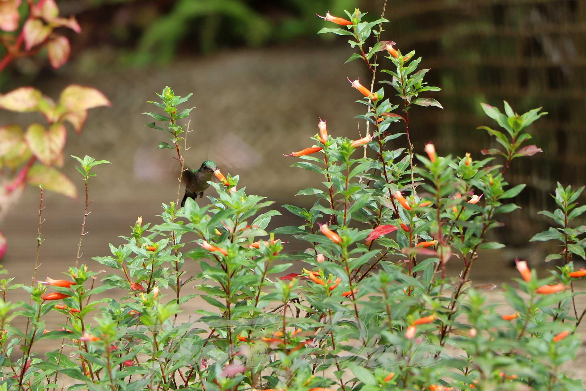 Colibri falle martinique 2019 06 05 3574f