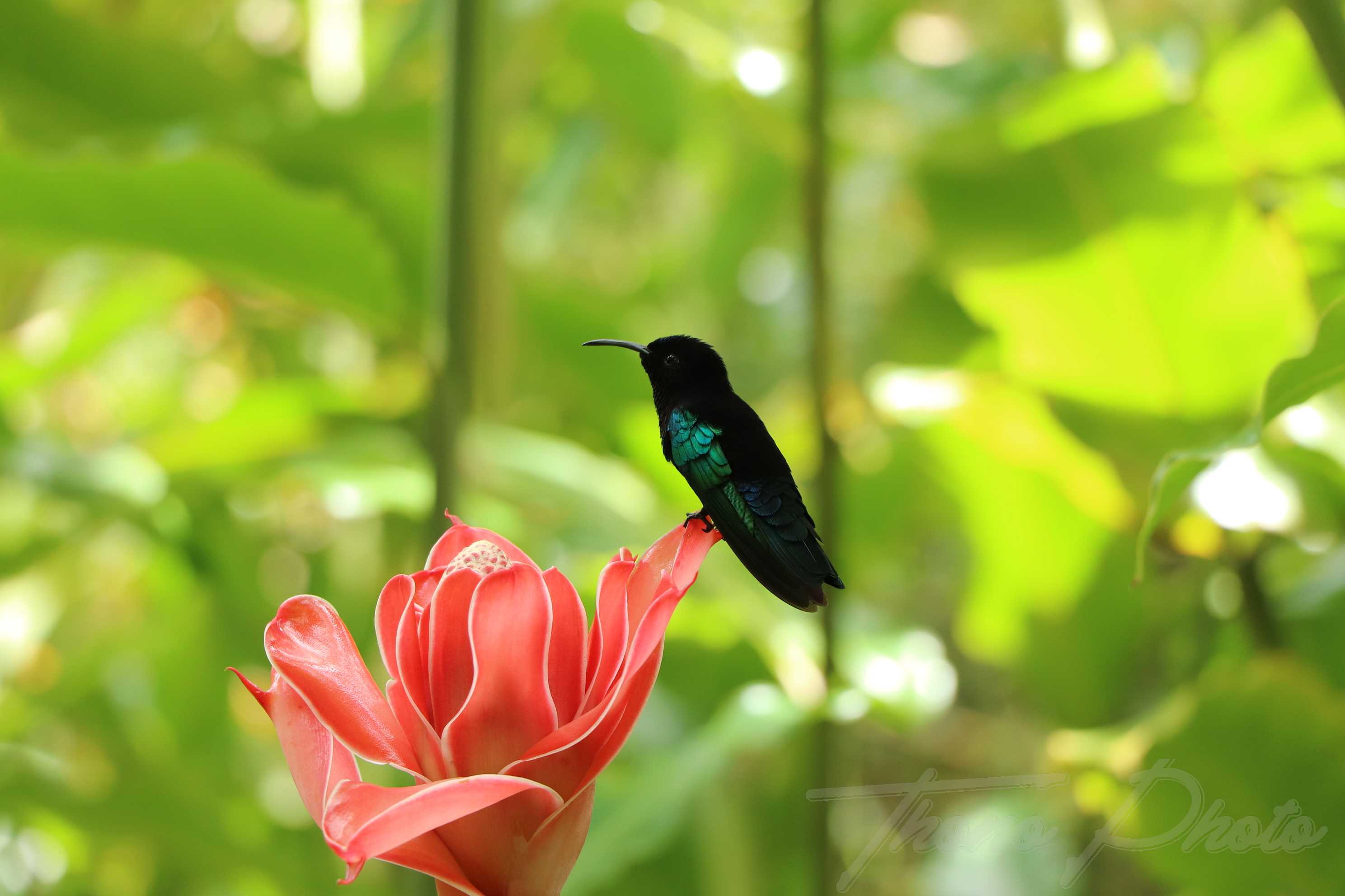 Colibri madere martinique 2019 06 05 3543f