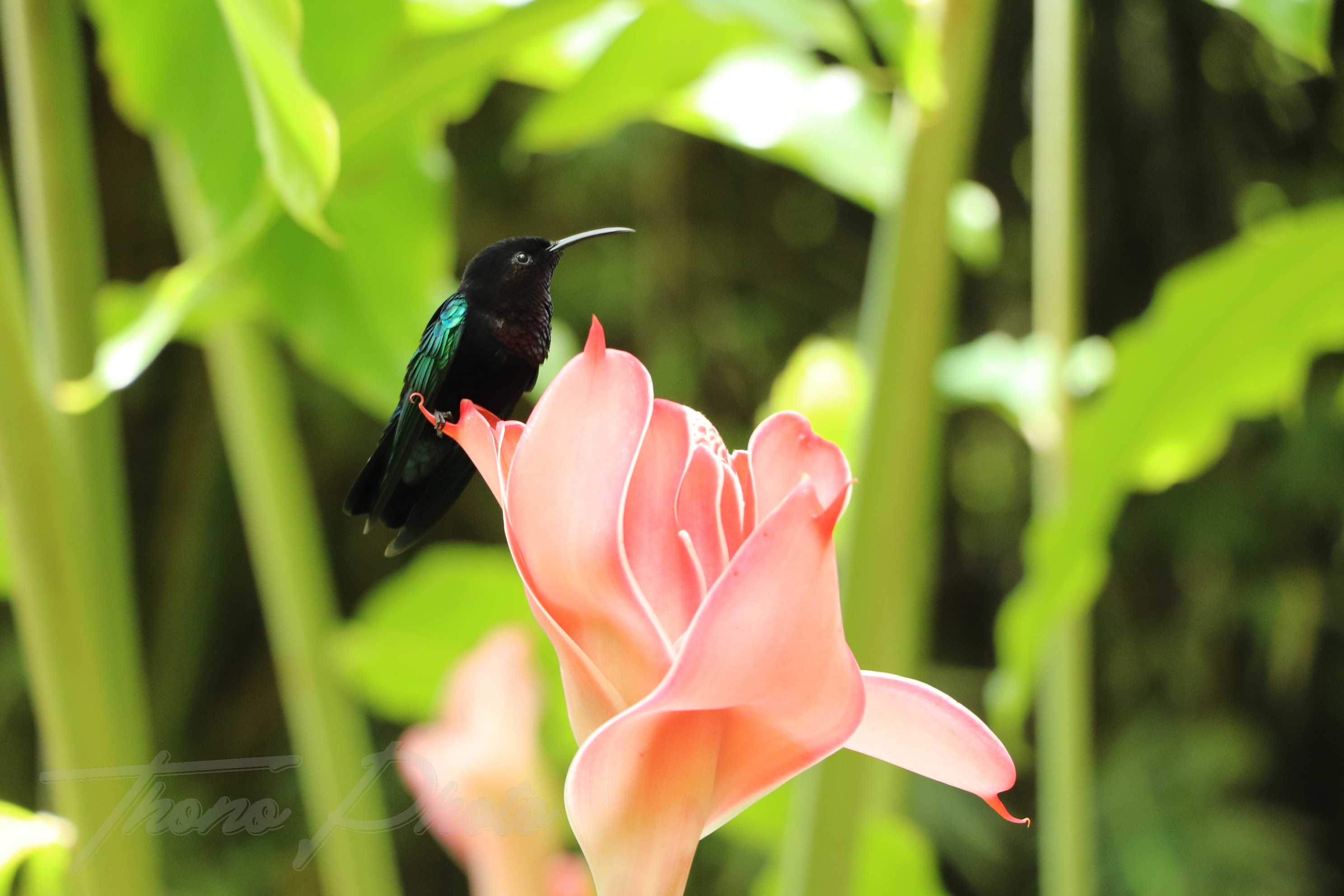 Colibri madere martinique 2019 06 05 3546f