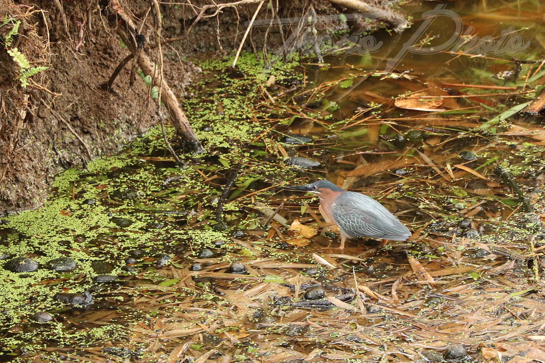 Heron vert martinique 2019 06 03 2892f