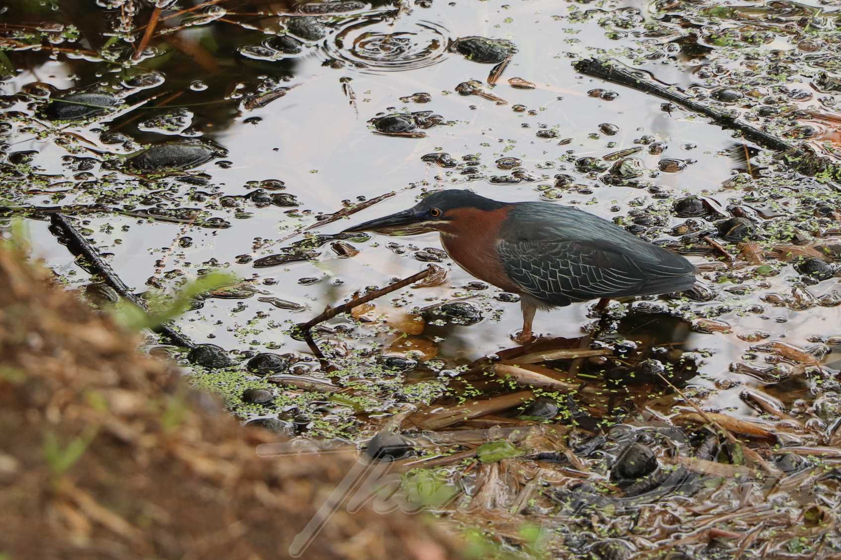 Heron vert martinique 2019 06 03 2893f