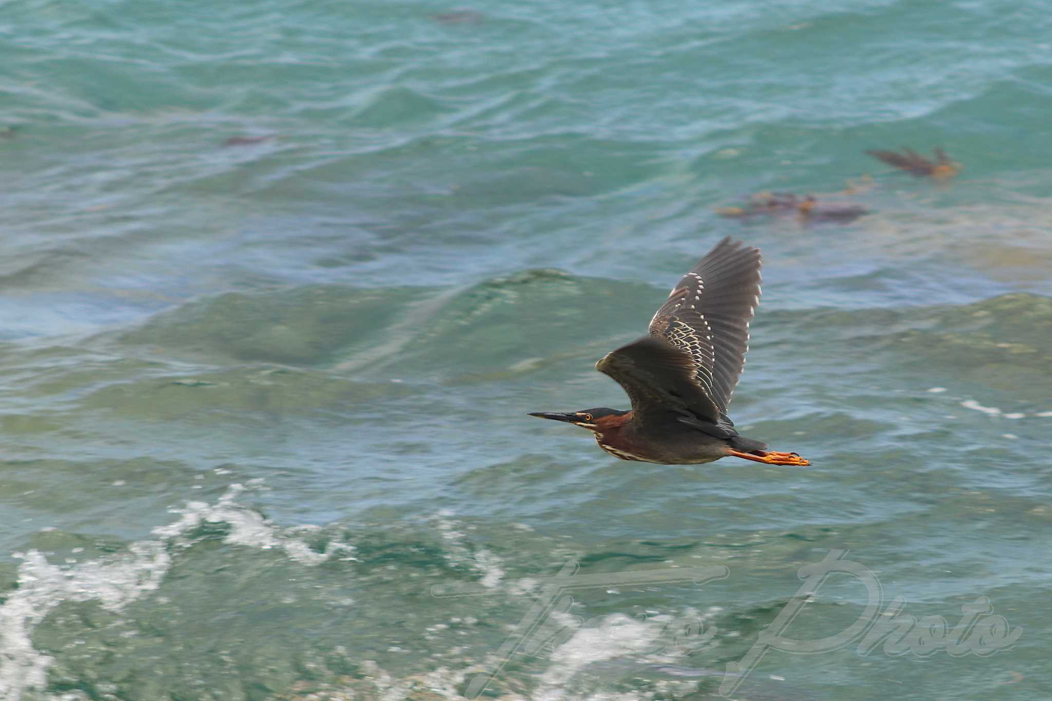 Heron vert martinique 2019 06 03 3169f