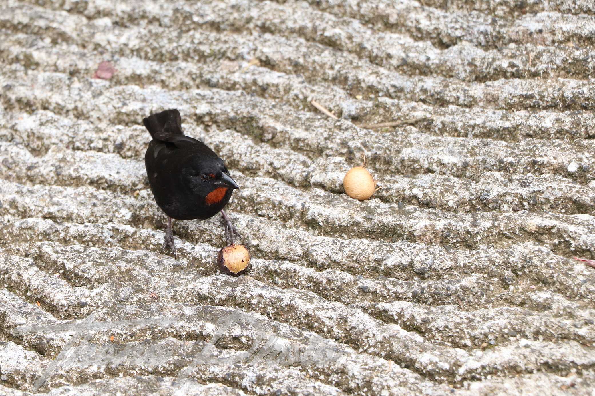 Sporophile-rouge-gorge-Martinique-2019-06-05-3508F