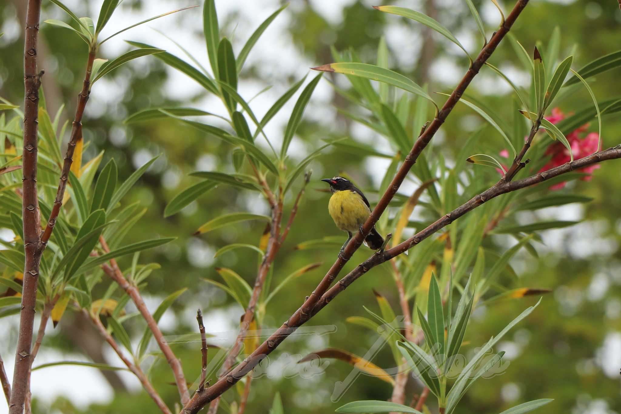 Sucrier-Martinique-2019-05-30-2906F