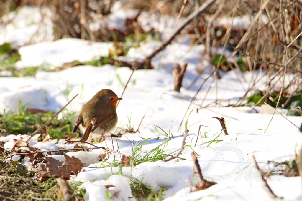 Rouge-gorge-Boissy-Sous-St-Yon-2021-02-13-1cF