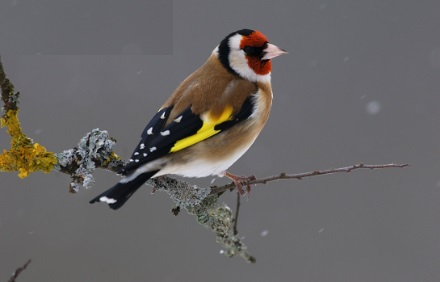 Capture-chardonnerais