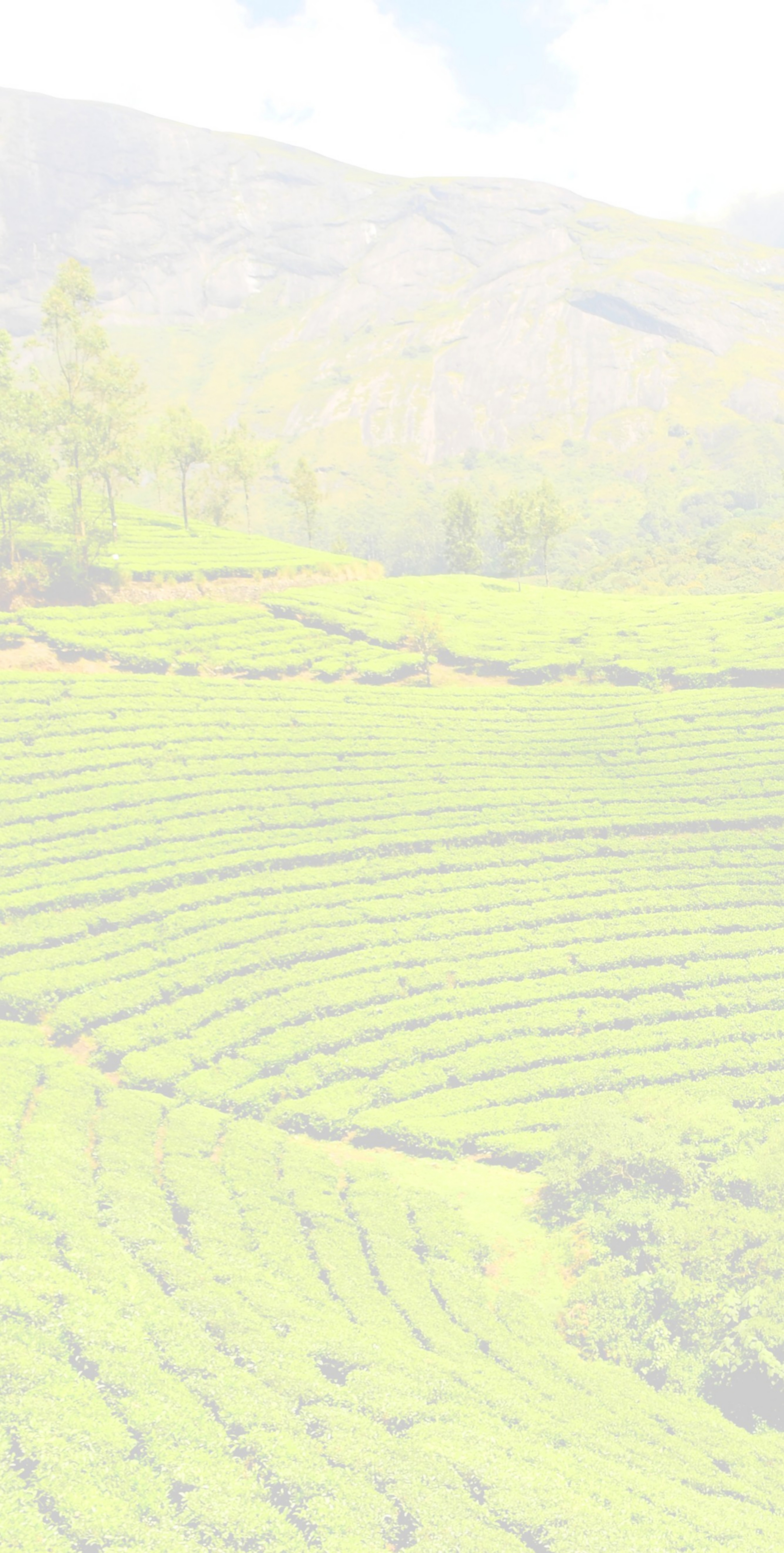 Tea-plantation-1751369