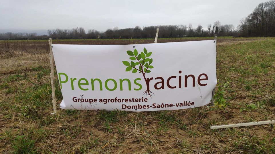 Deuxième plantation à Parcieux ce samedi 5 février matin