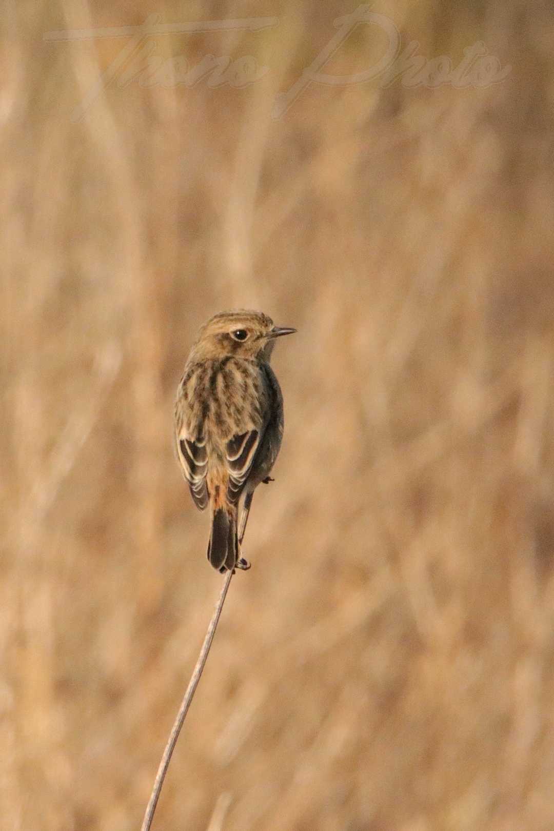 Tarier-patre-Mauchamps-2022-01-15-2-0972F