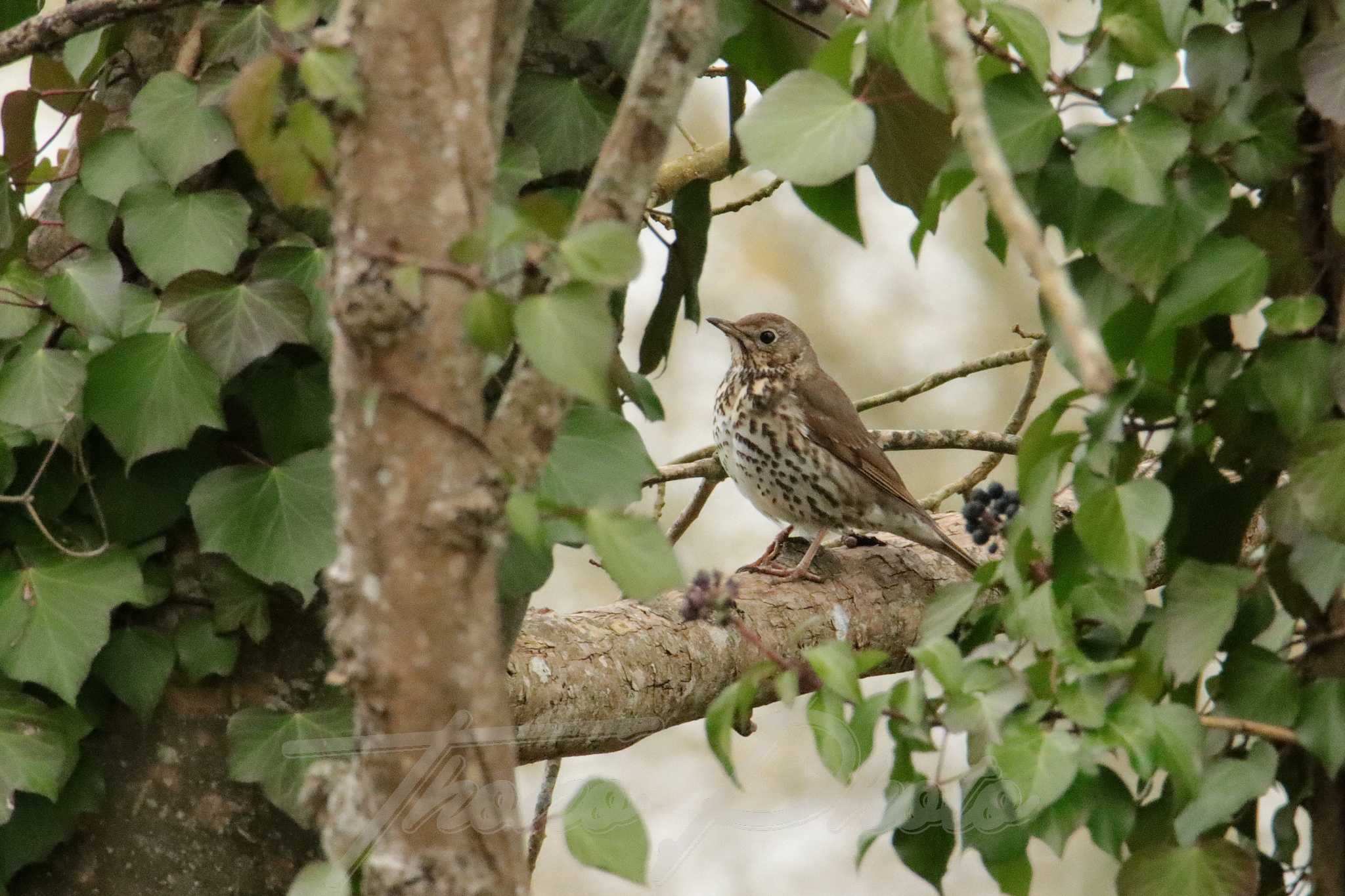 Grive-draine-St-George-de-Rex-2022-01-03-2-1072F