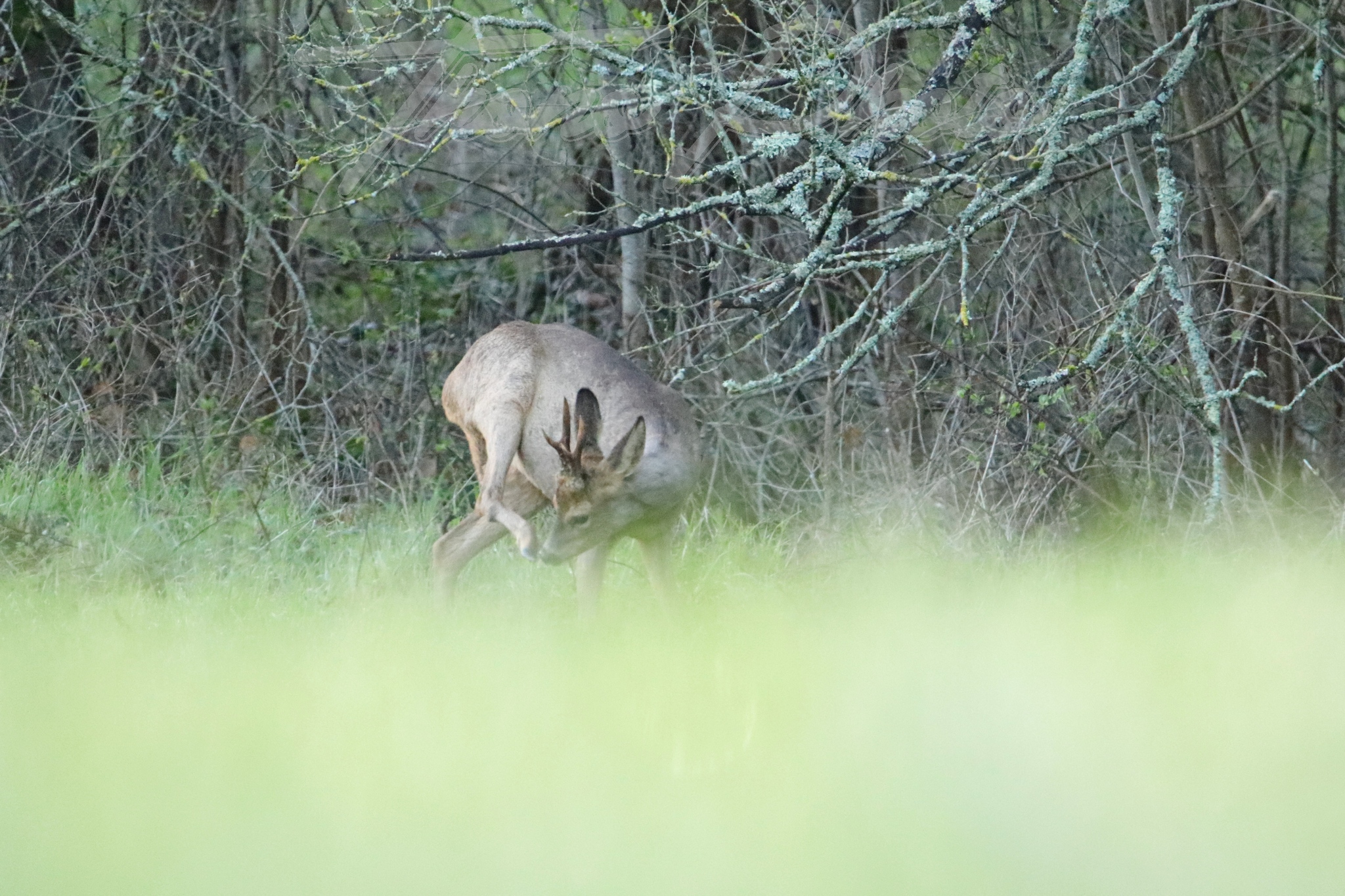 Chevreuil-St-Sulpice-de-Faviere-2021-03-27-6056F
