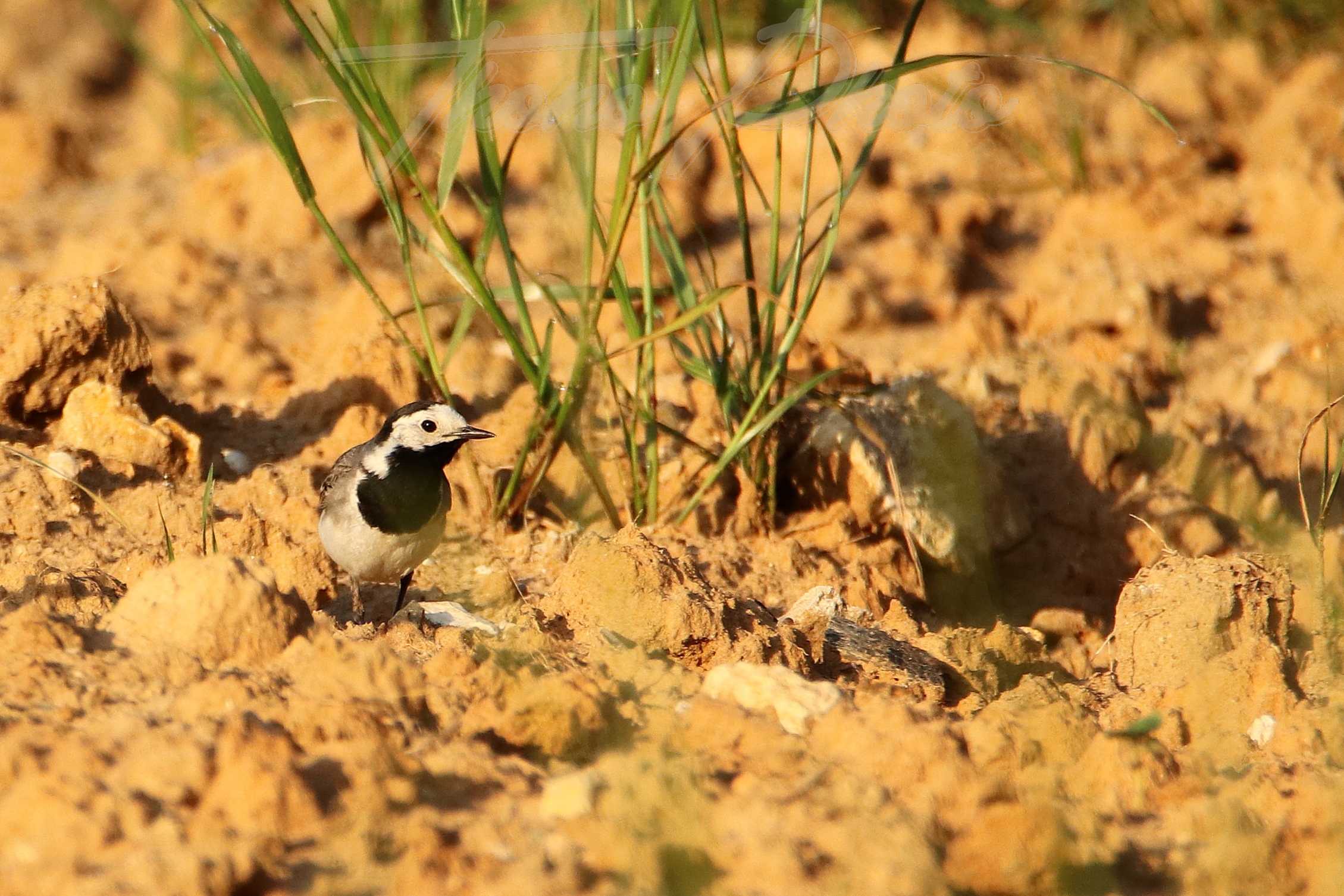 Bergeronnette-grise-2021-12-12-6581F