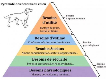 Les besoins essentiels du chien