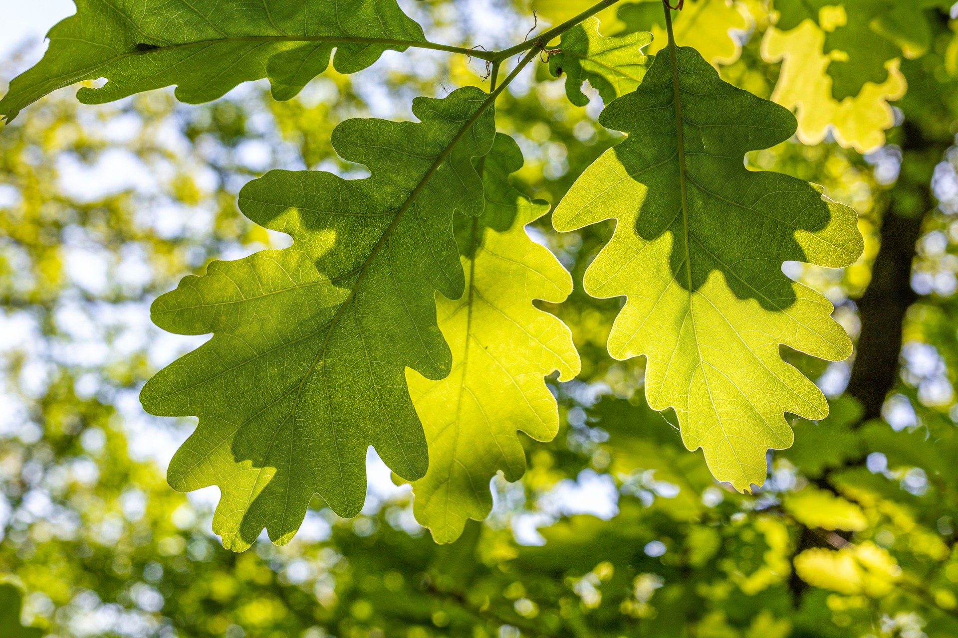 Feuilles-chene