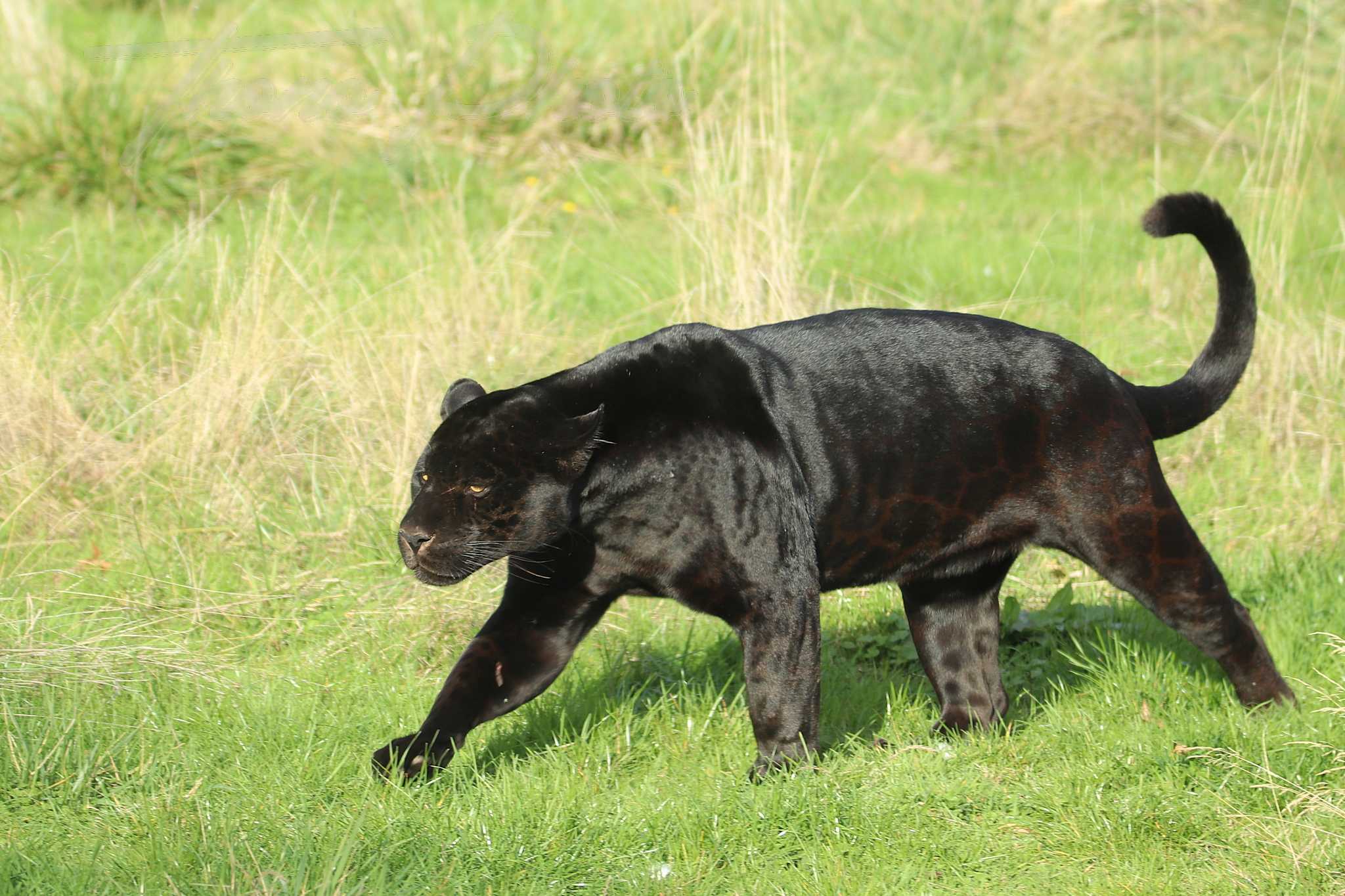 Jaguar-2020-10-19-4937F