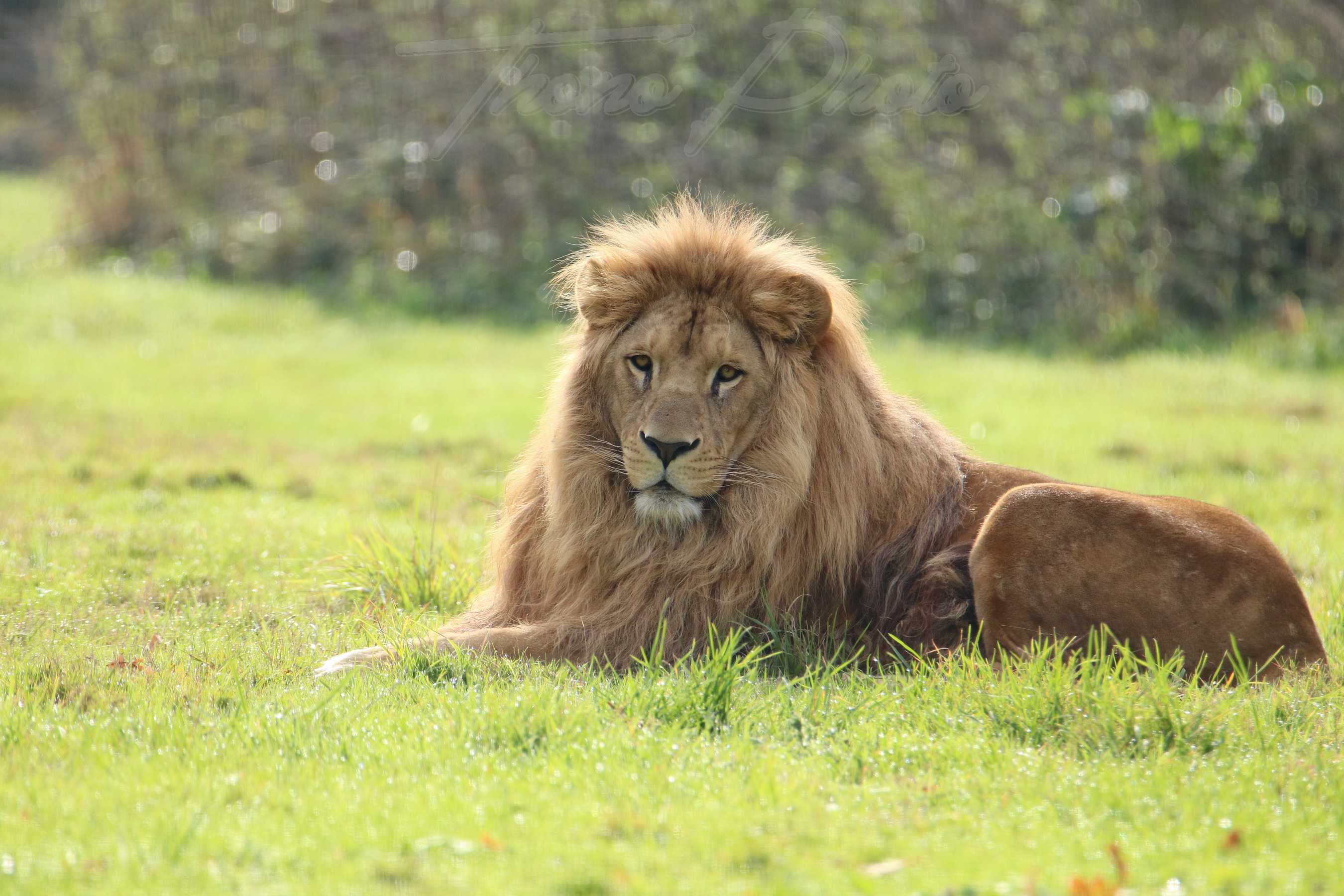 Lion angola 2020 10 19 4740f
