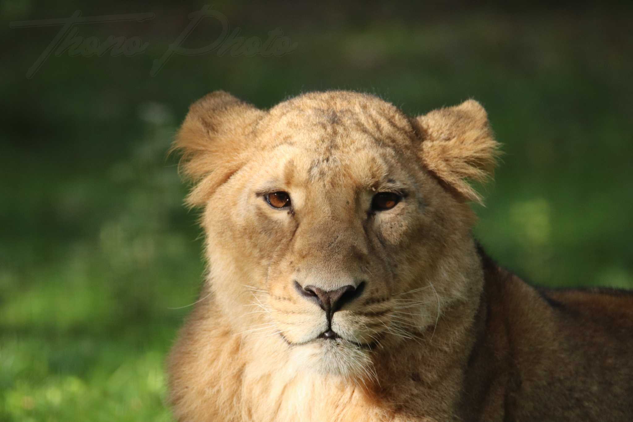 Lion asie 2020 10 19 4857f