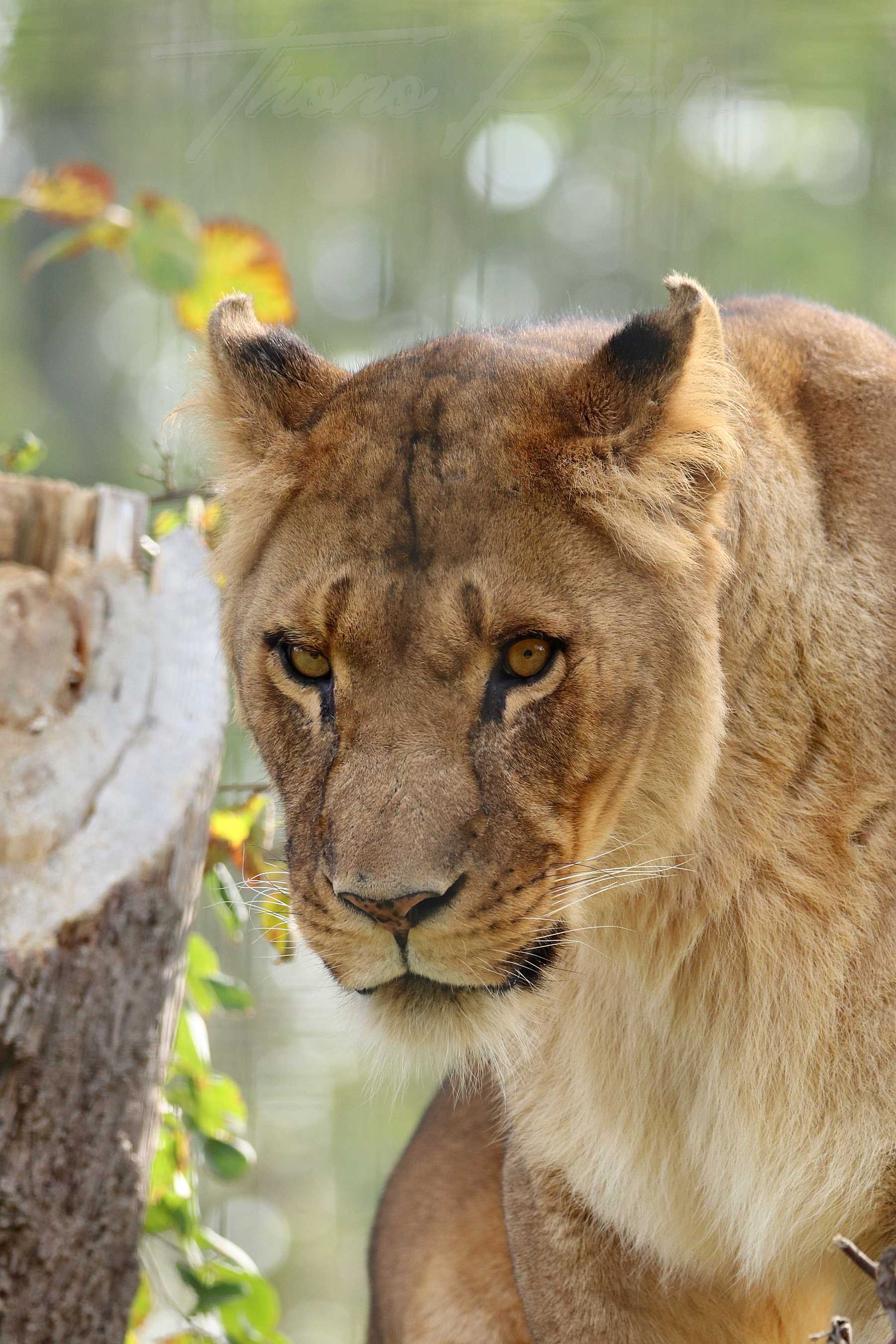 Lionne angola 2020 10 19 4733f