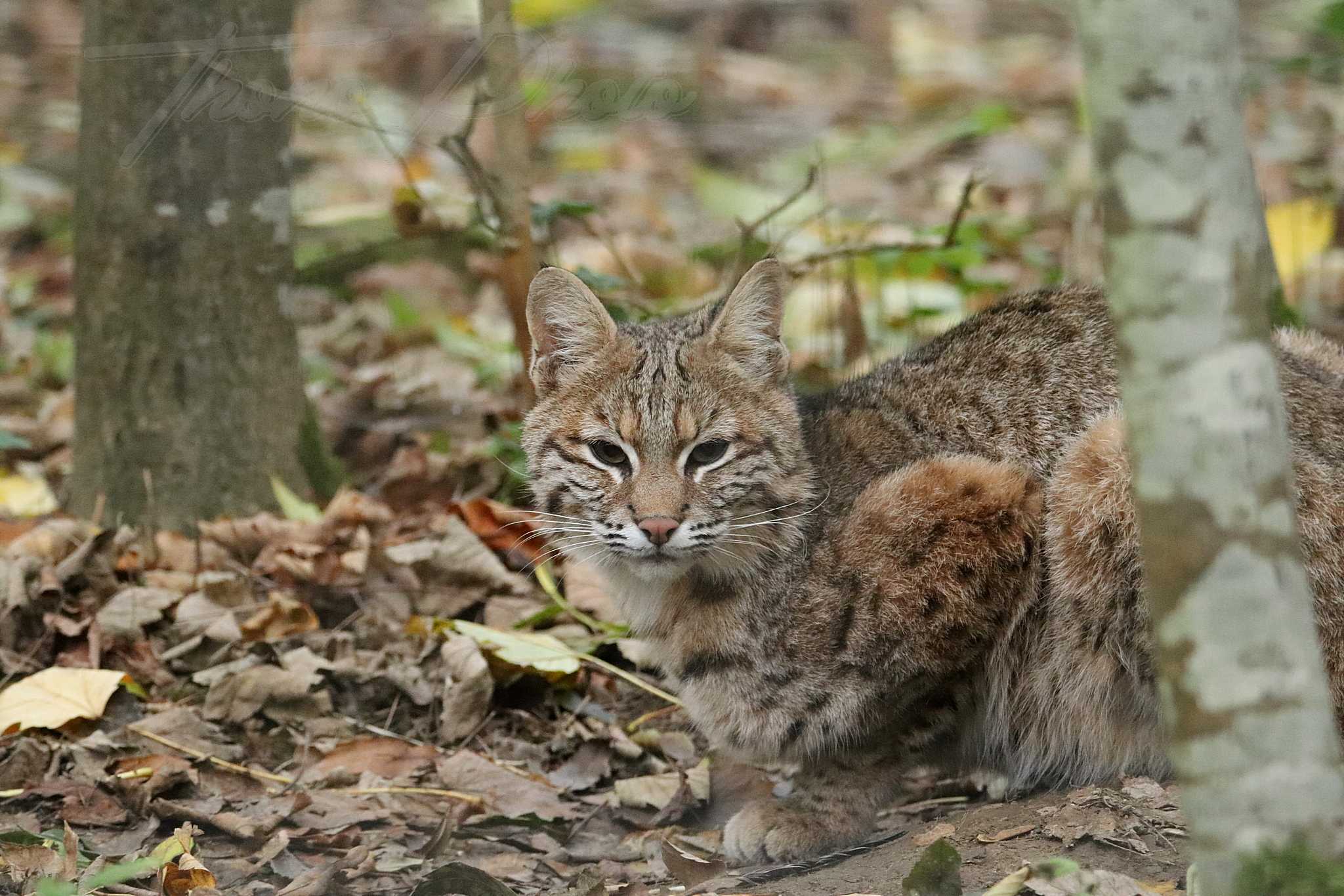 Lynx roux 2020 10 19 4931f