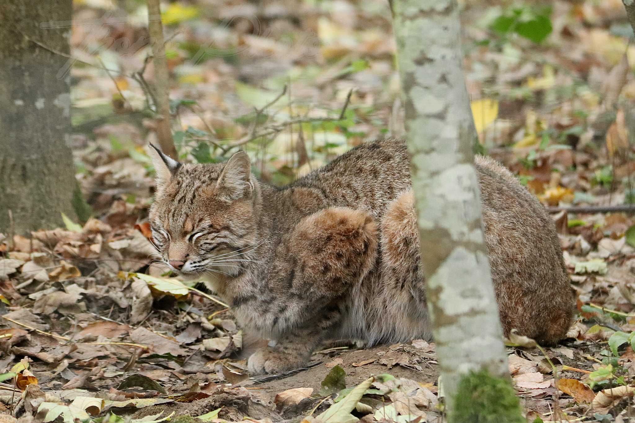 Lynx roux 2020 10 19 4932f