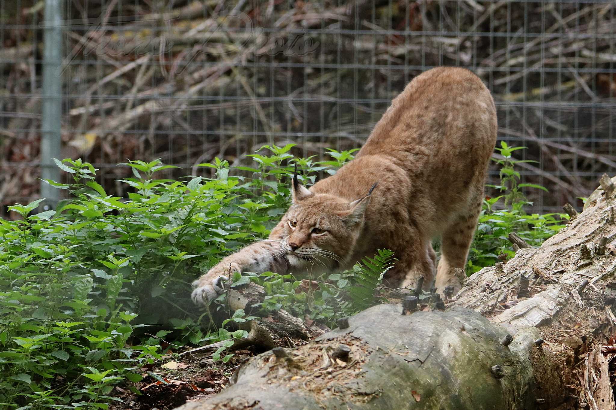 Lynx siberie 2020 10 19 4894f