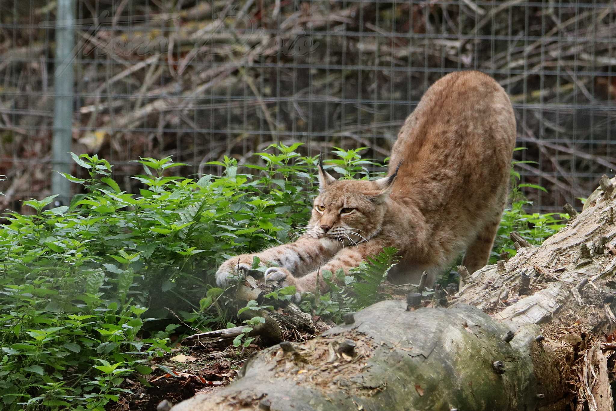 Lynx siberie 2020 10 19 4896f