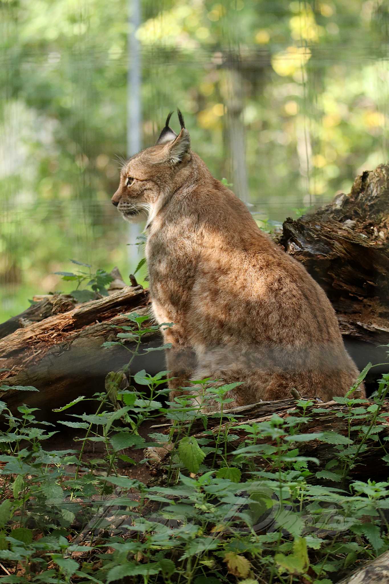 Lynx siberie 2020 10 19 4905f