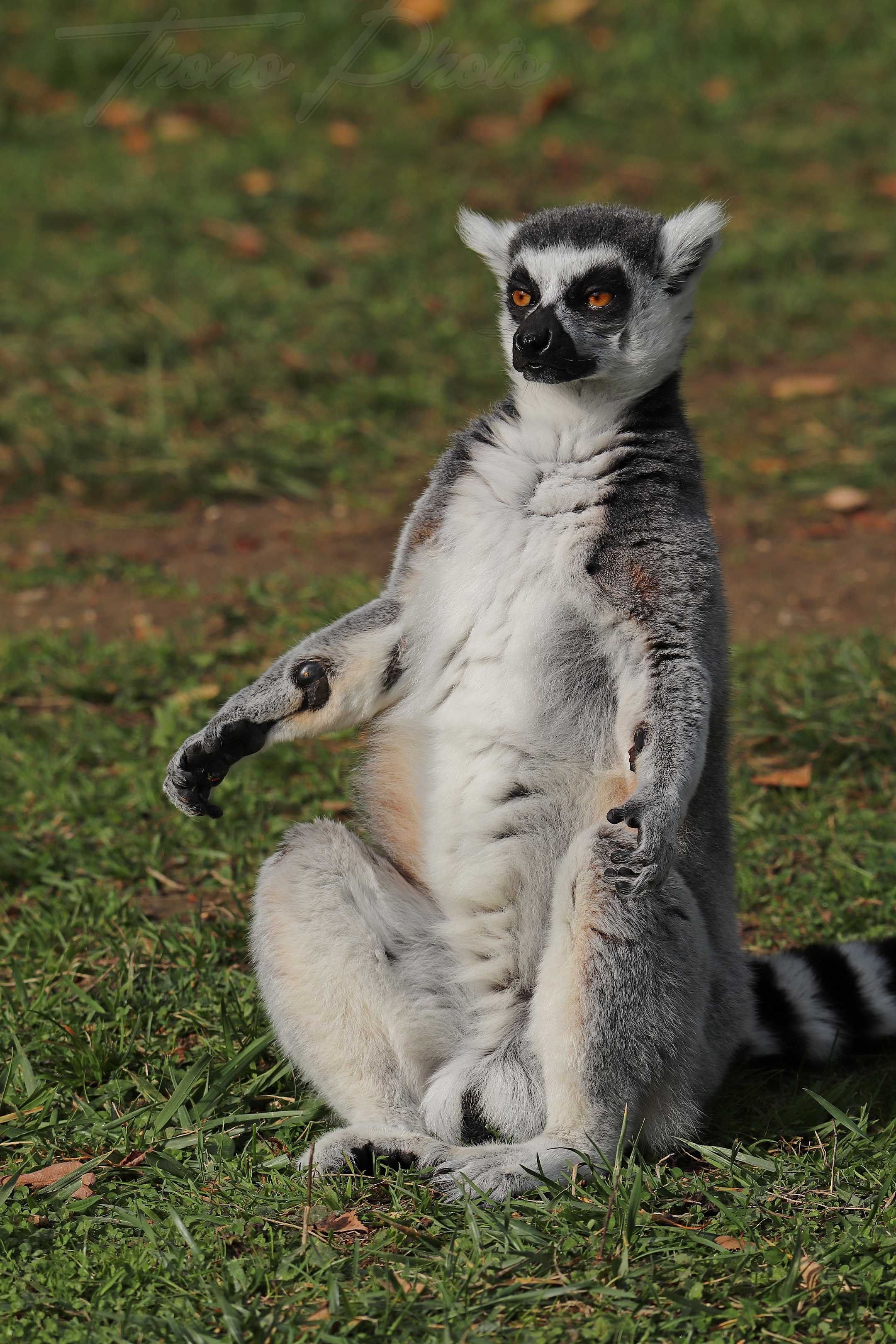 Maki catta 2020 10 19 4750f