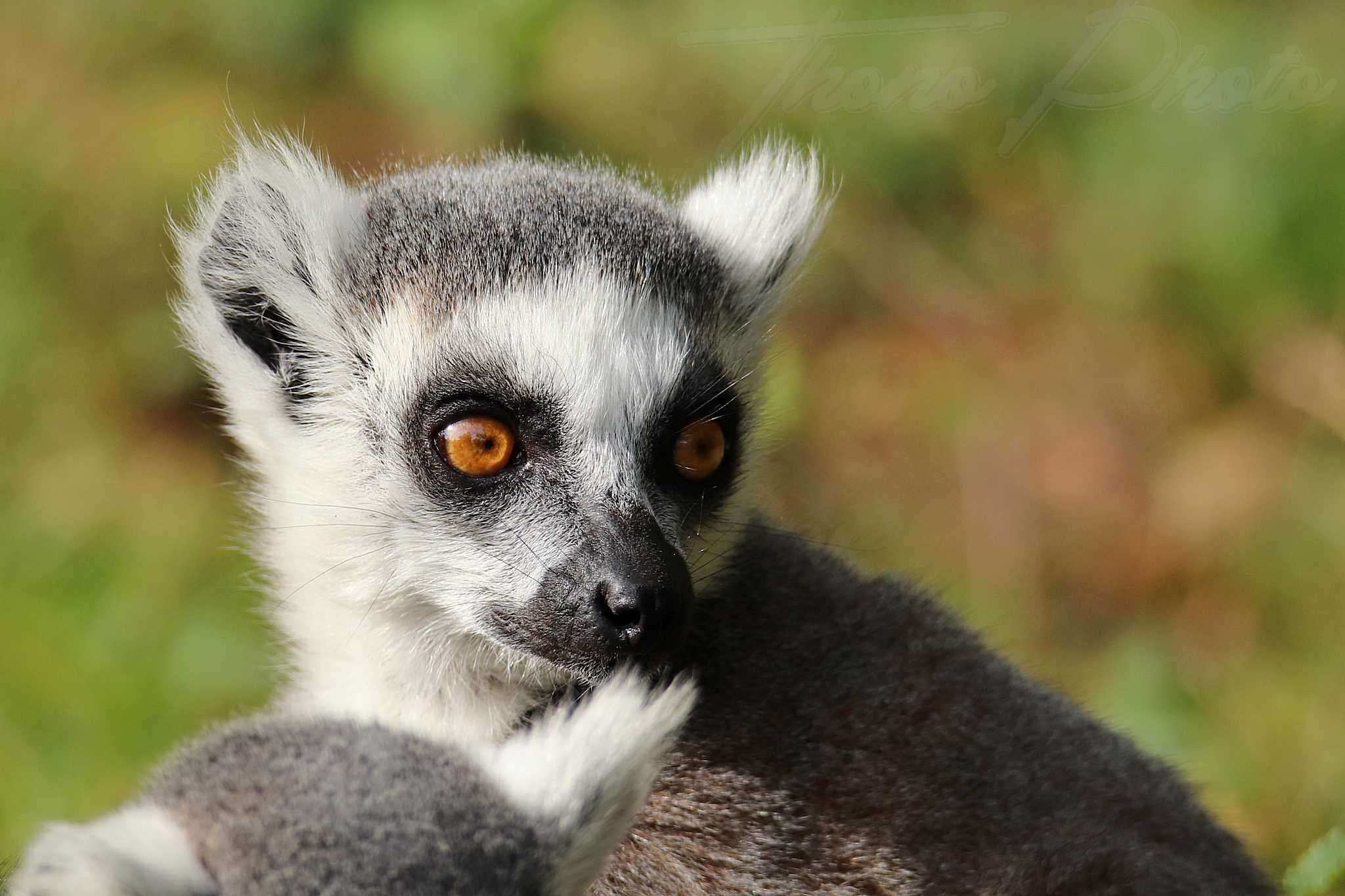 Maki catta 2020 10 19 4751f