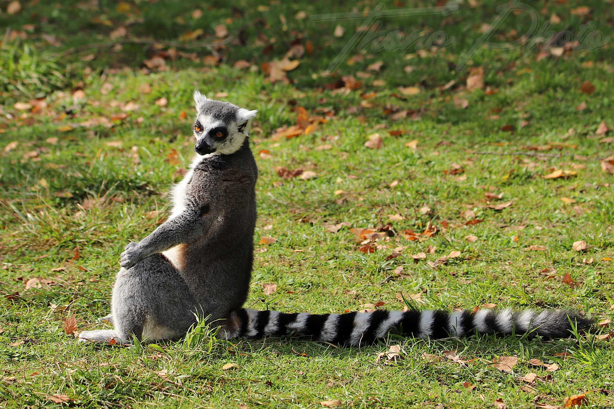 Maki catta 2020 10 19 4758f