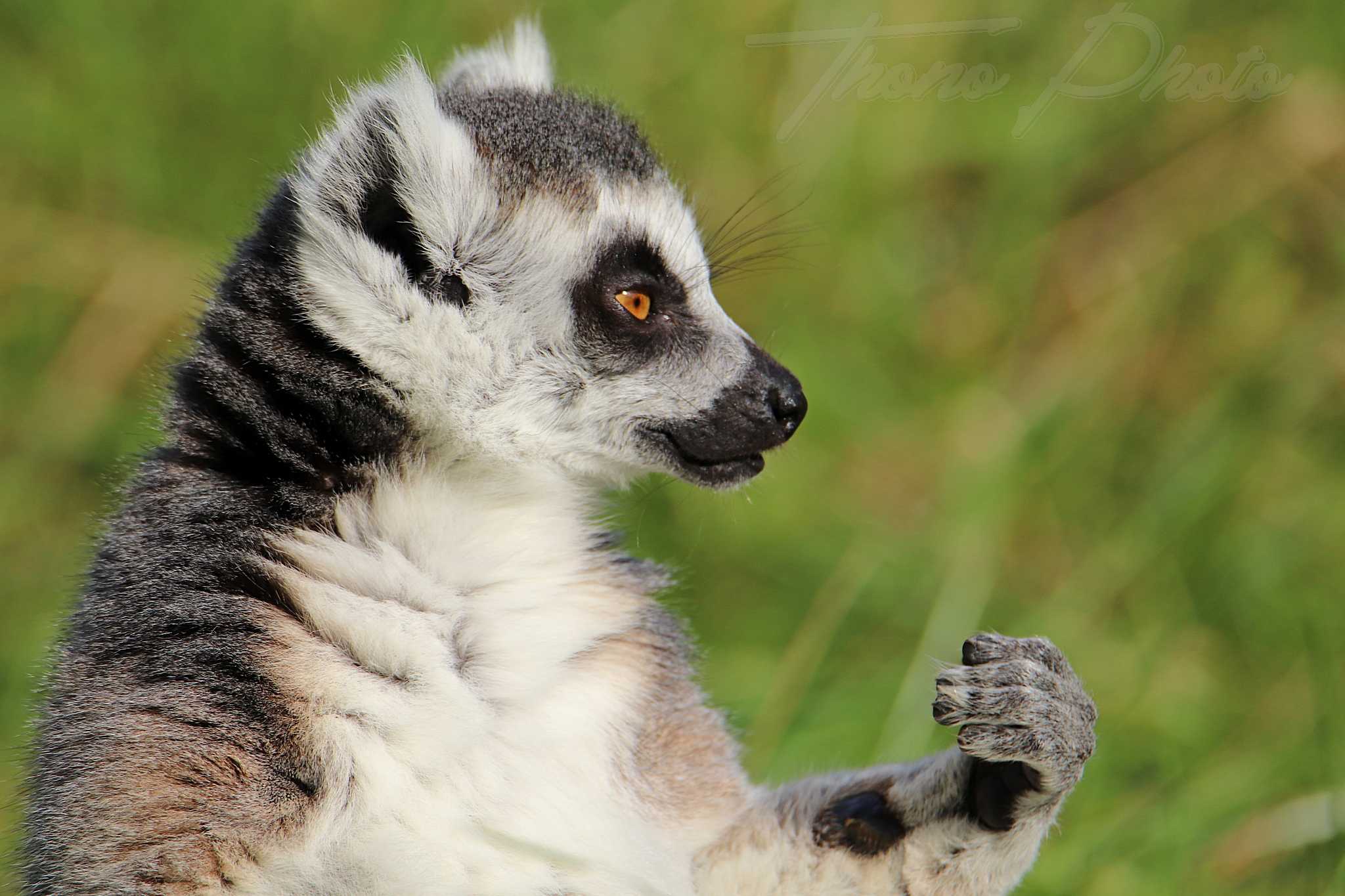 Maki catta 2020 10 19 4775f