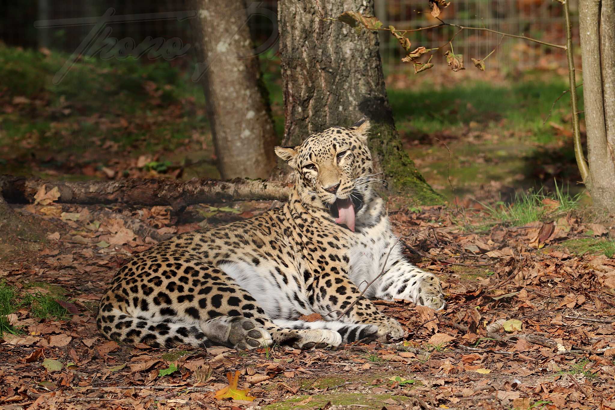 Panthere de perse 2020 10 19 4790f