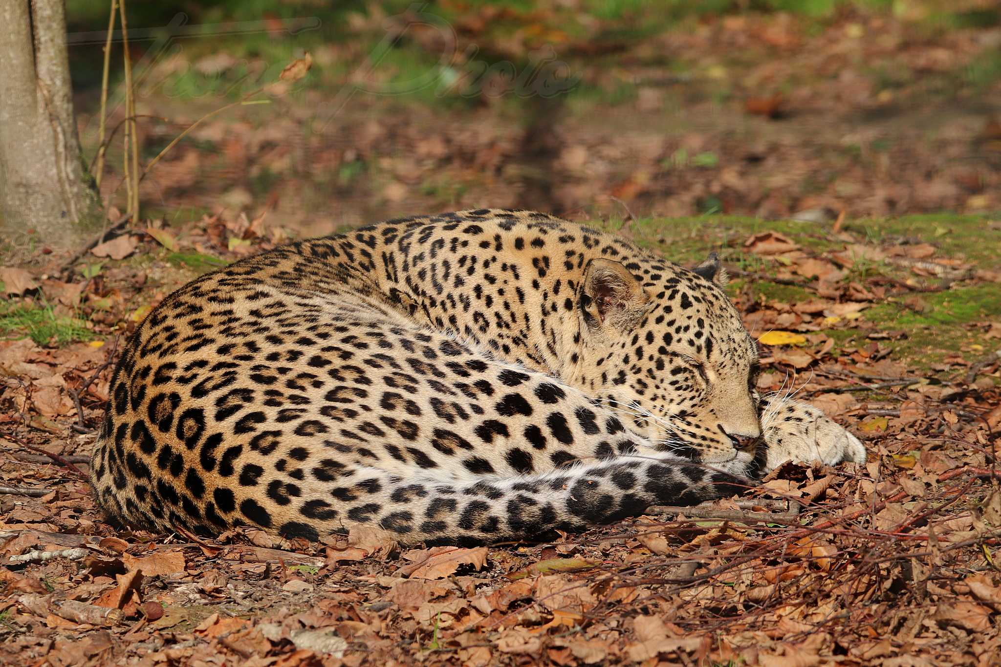 Panthere de perse 2020 10 19 4796f