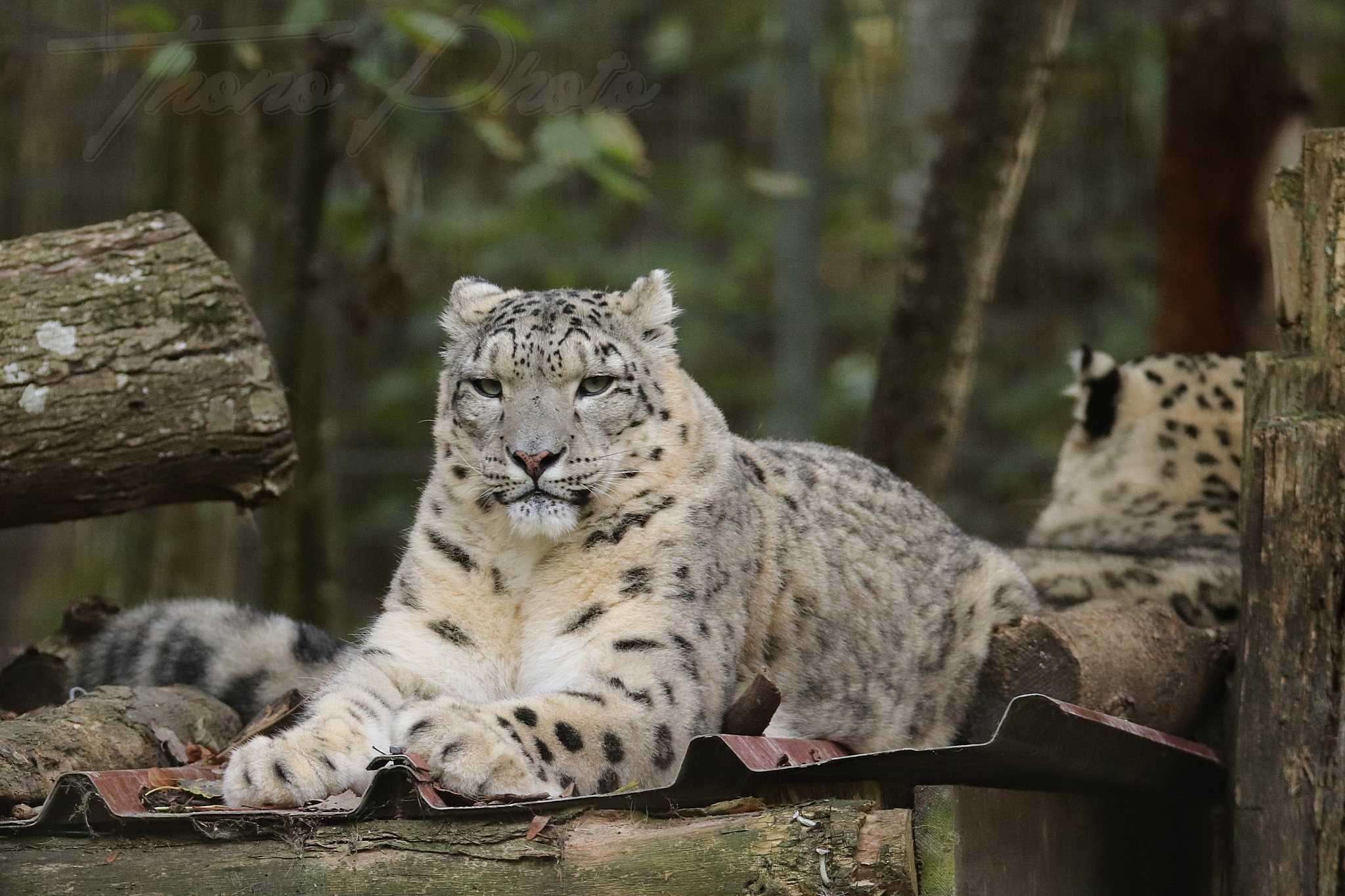 Panthere des neiges 2020 10 19 4899f