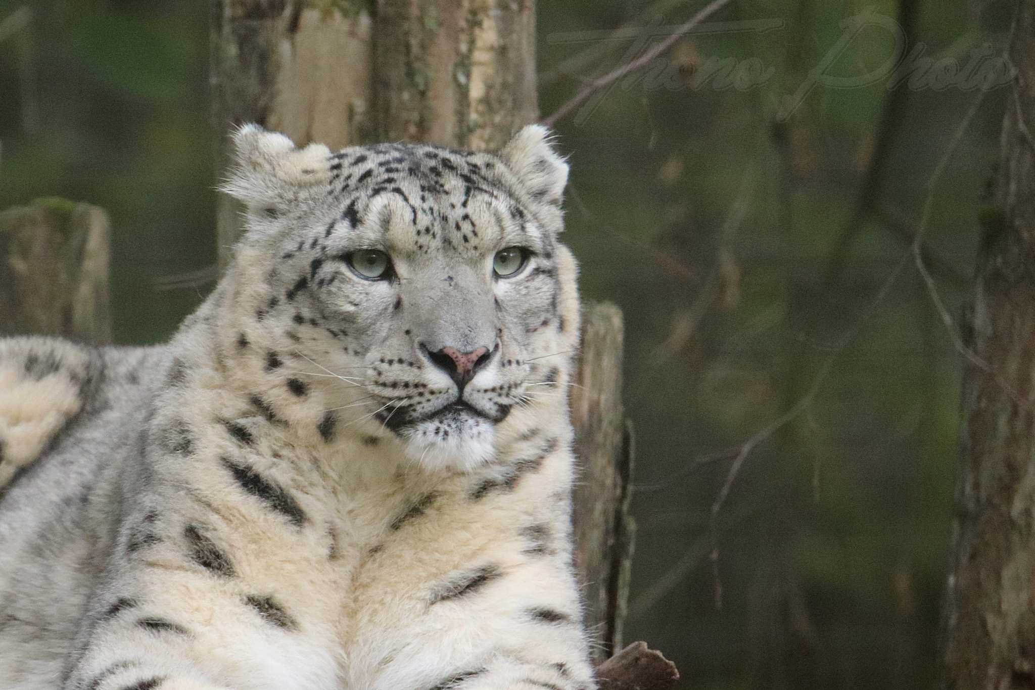 Panthere des neiges 2020 10 19 4903f