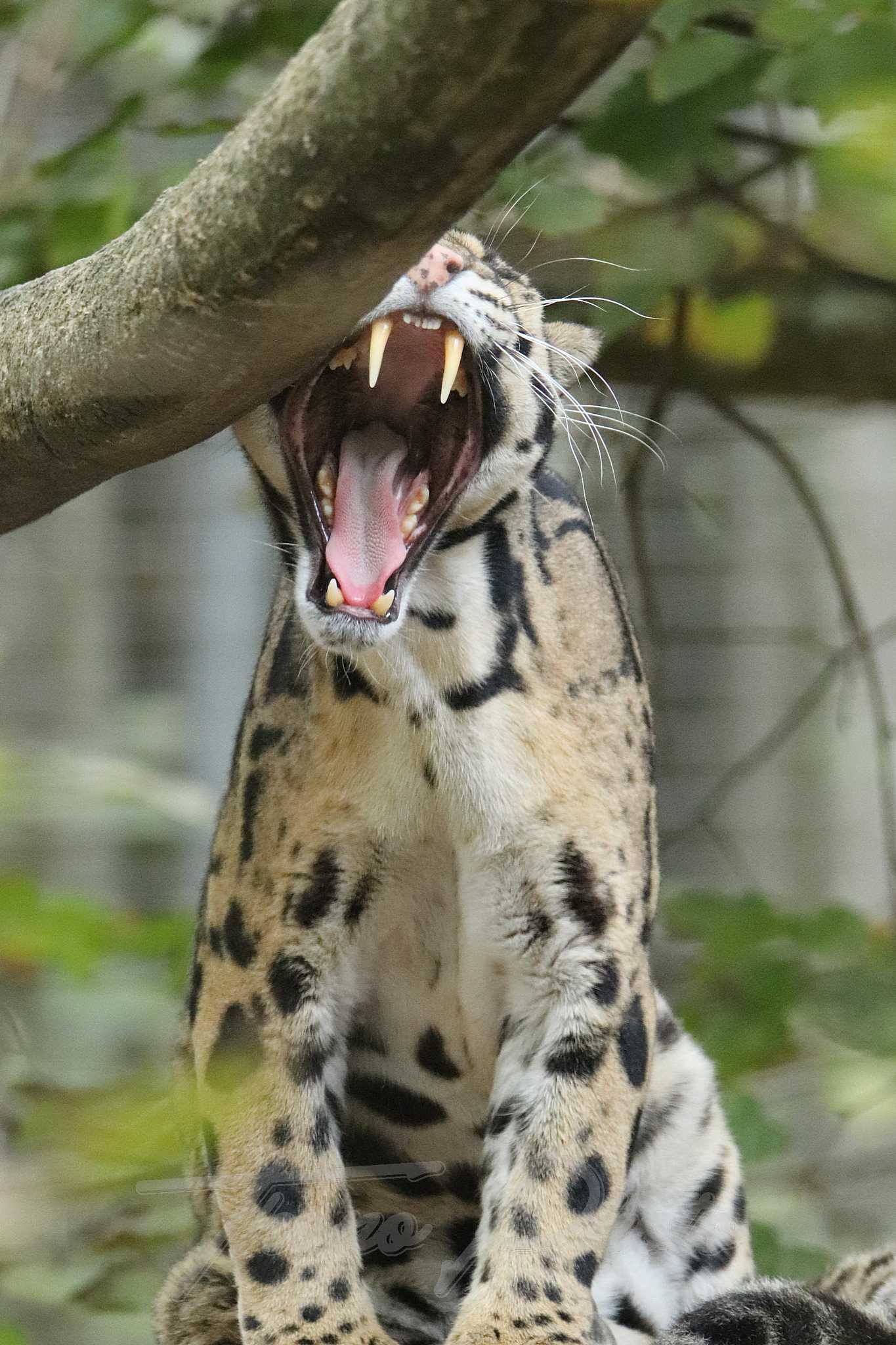 Panthere-nebuleuse-2020-10-19-4890F