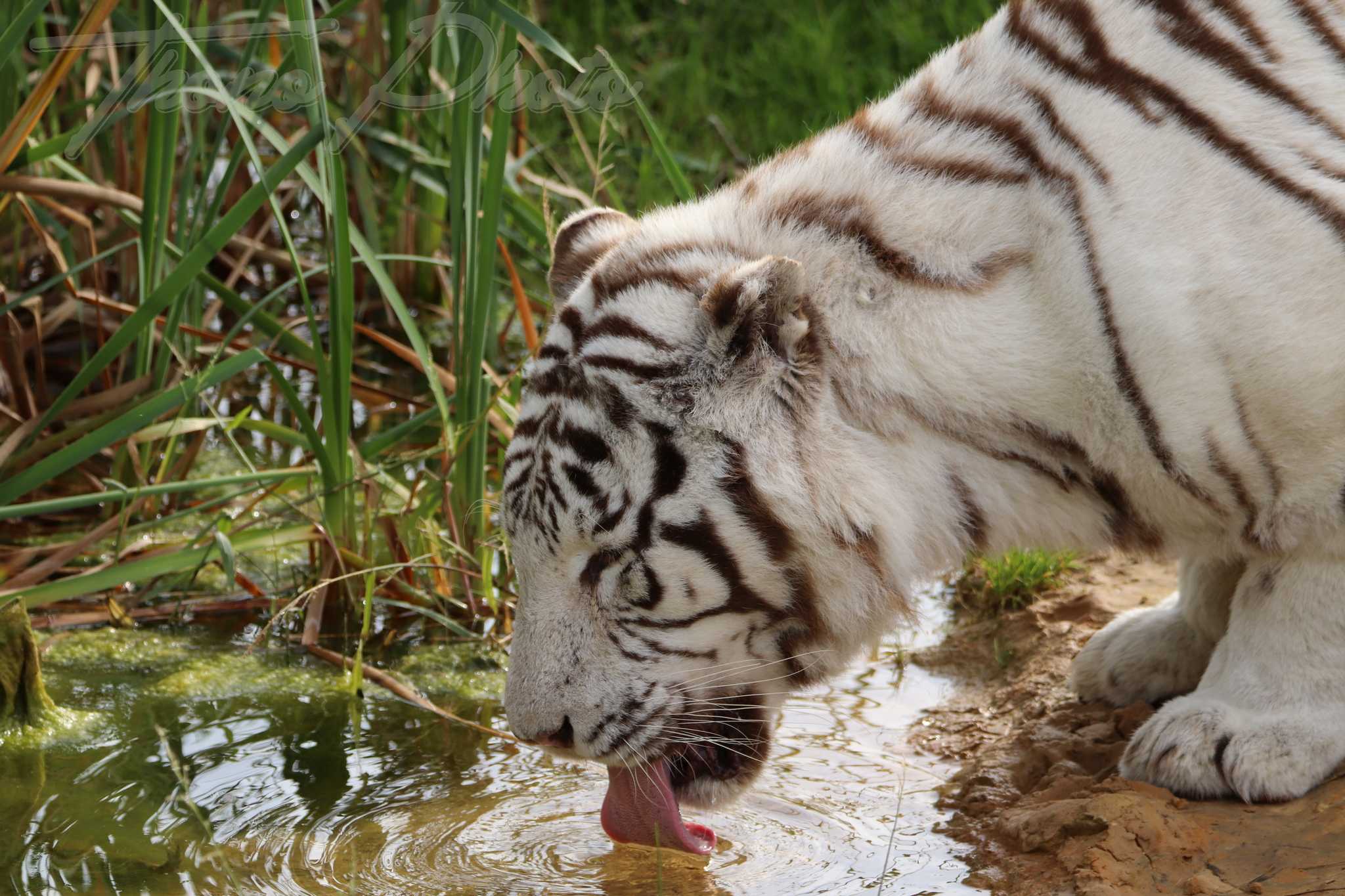 Tigre blanc 2020 10 19 4805f